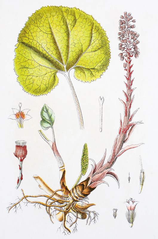 Digital improved reproduction of an illustration of