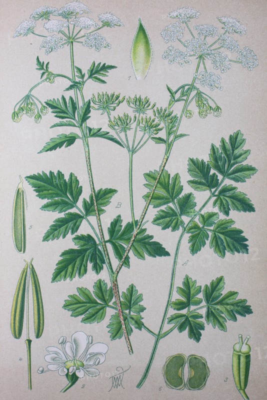 Digital improved high quality reproduction: Chaerophyllum temulum