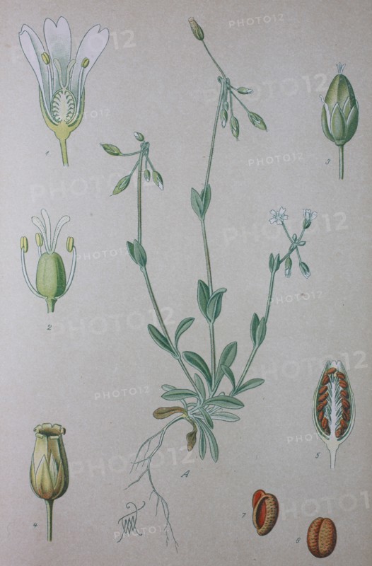 Digital improved high quality reproduction: Holosteum umbellatum
