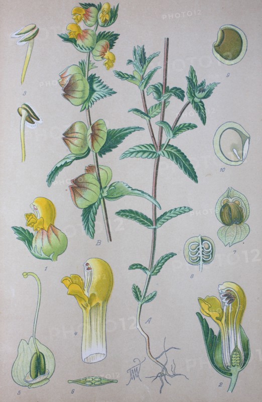 Digital improved high quality reproduction: Rhinanthus angustifolius or Greater Yellow-rattle is a Lamiales plant species of the genus Rhinanthus  /  Große Klappertopf