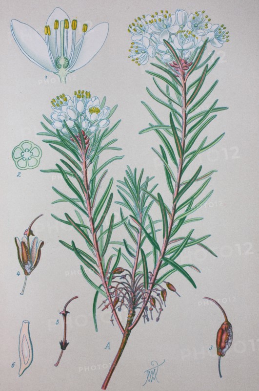 Digital improved high quality reproduction: Rhododendron tomentosum