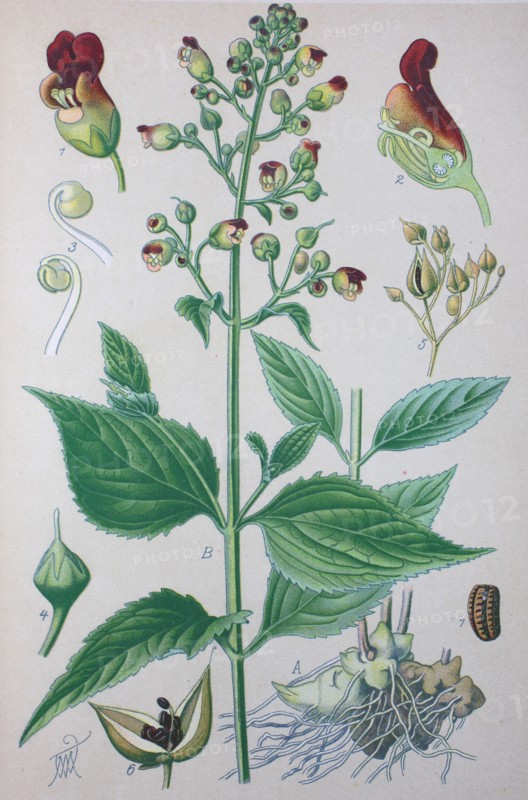 Scrophularia nodosa