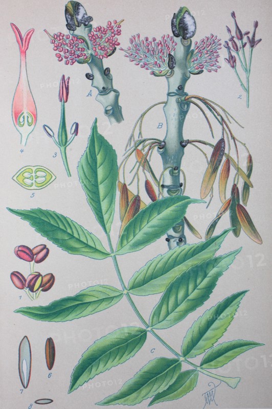 Fraxinus excelsior