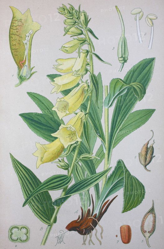 Digitalis grandiflora