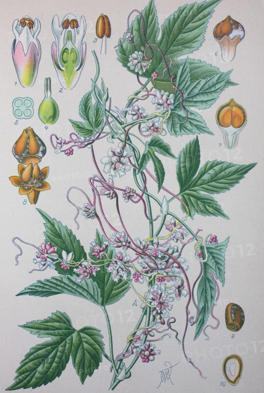 Cuscuta europaea