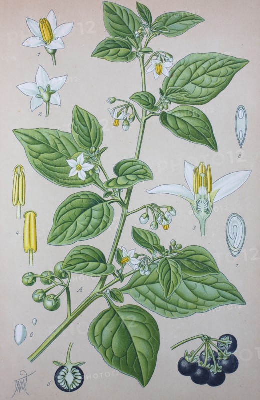Solanum nigrum