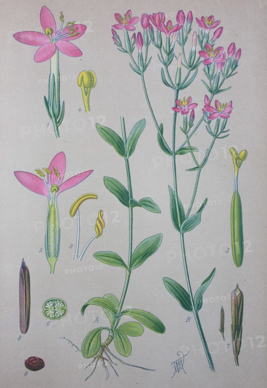 Centaurium erythraea