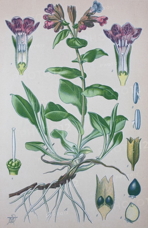 Pulmonaria officinalis