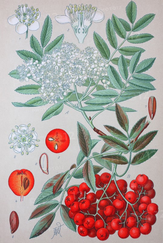 Sorbus aucuparia