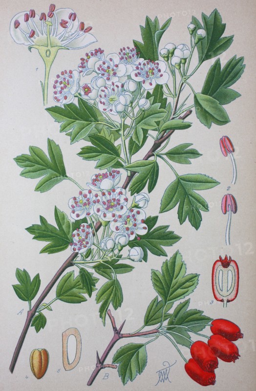 Crataegus monogyna