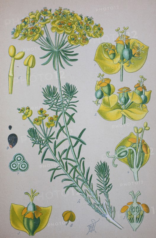 Euphorbia cyparissias