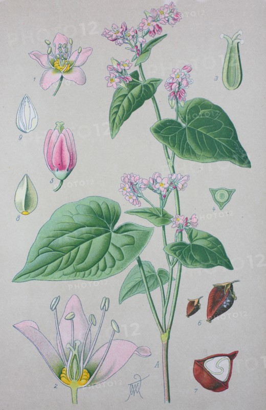 Buckwheat