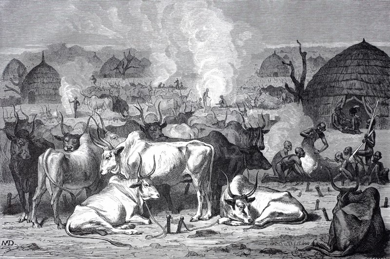 Zebu cattle at a Dinka village in Africa  /  Zebu Rinder bei einem Dorf der Dinkas in Afrika