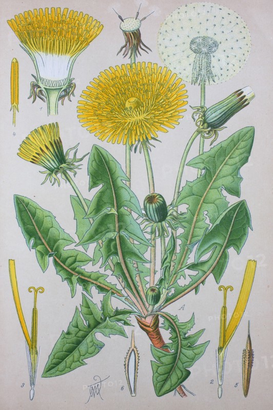 Taraxacum officinale