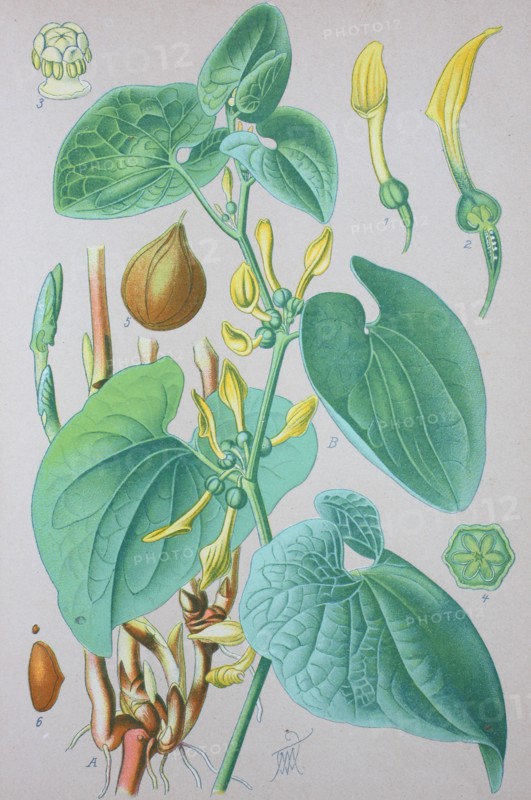 Aristolochia clematitis