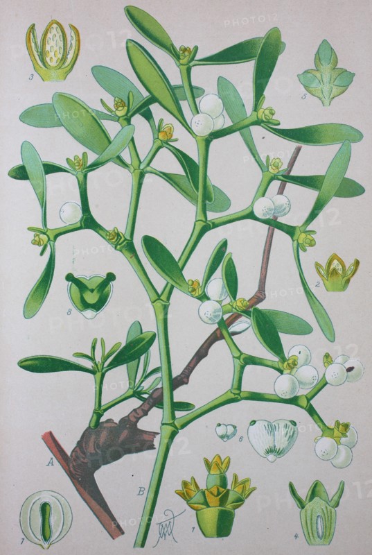 Viscum album