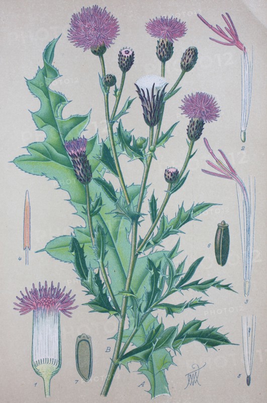 Cirsium arvense