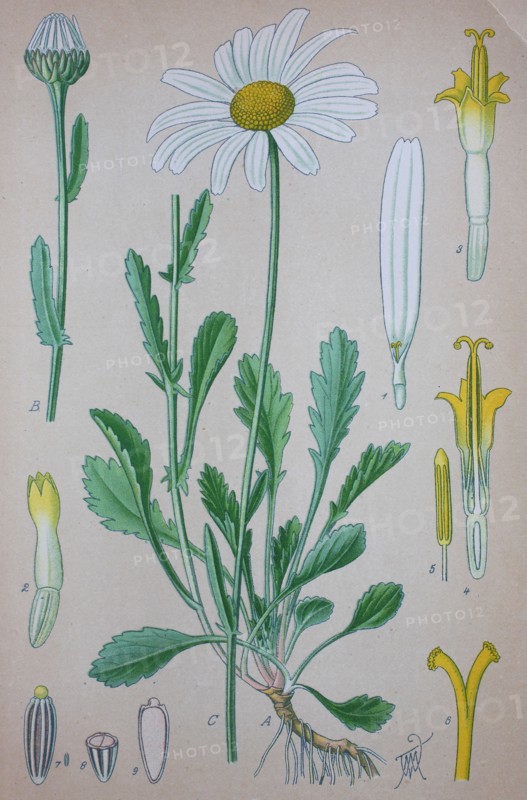 Leucanthemum vulgare