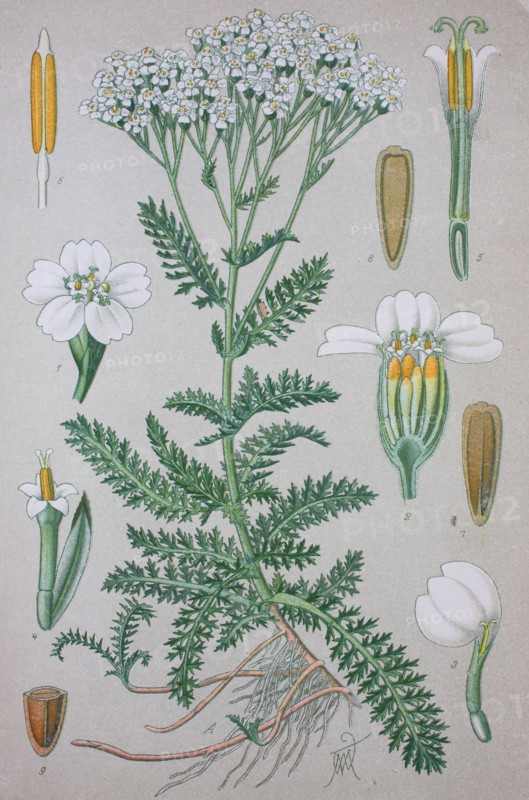 Achillea millefolium