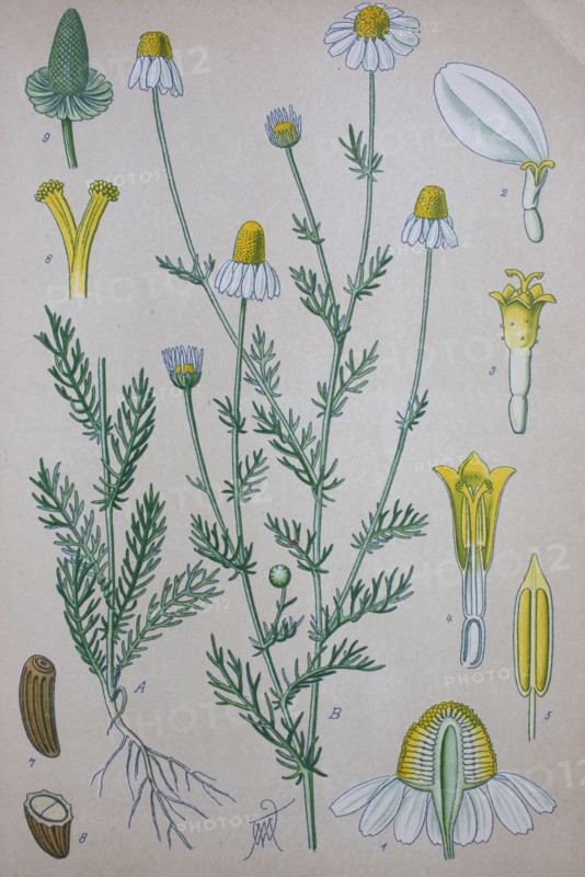 Matricaria chamomilla