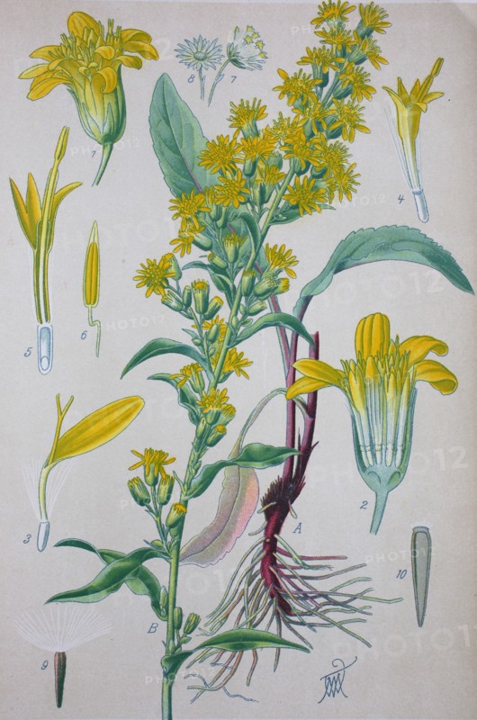 Solidago virgaurea