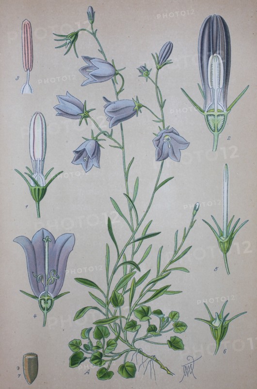 Campanula rotundifolia