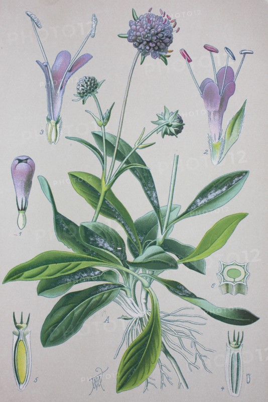 Succisa pratensis