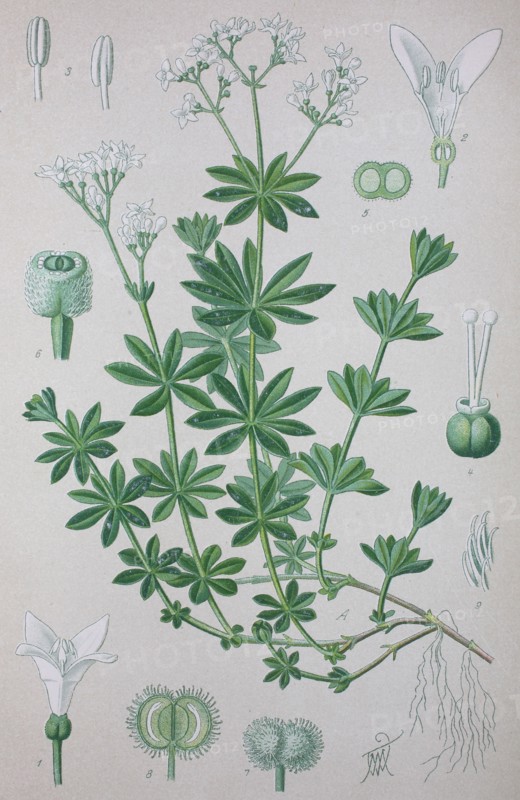 Galium odoratum