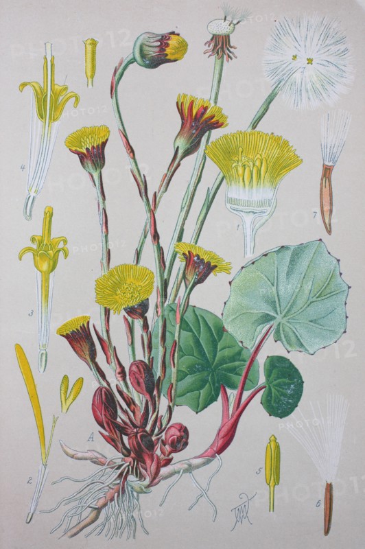Tussilago farfara