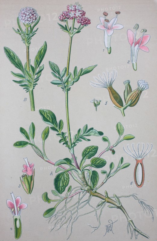 Valerian