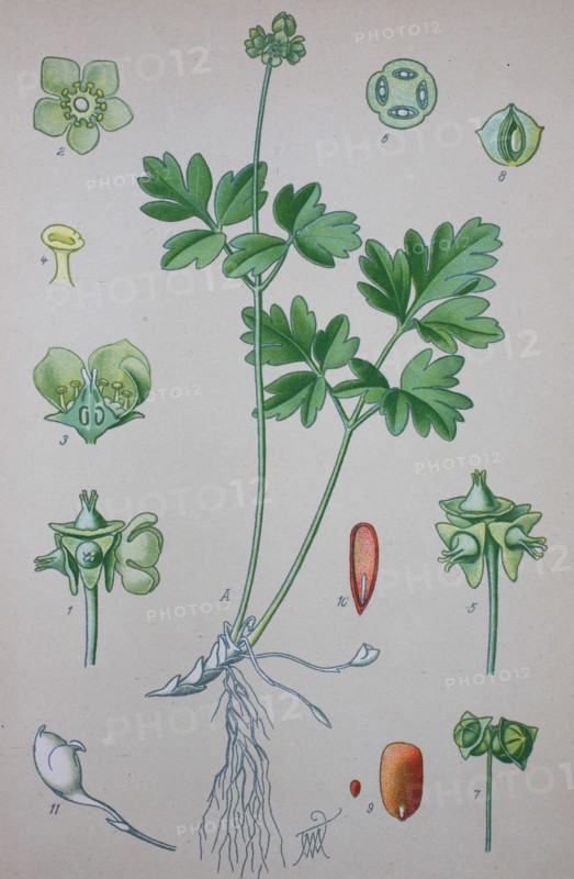 Adoxa moschatellina
