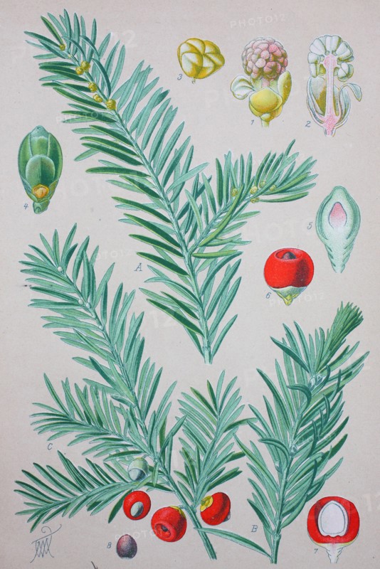 Taxus baccata is a conifer native to western
