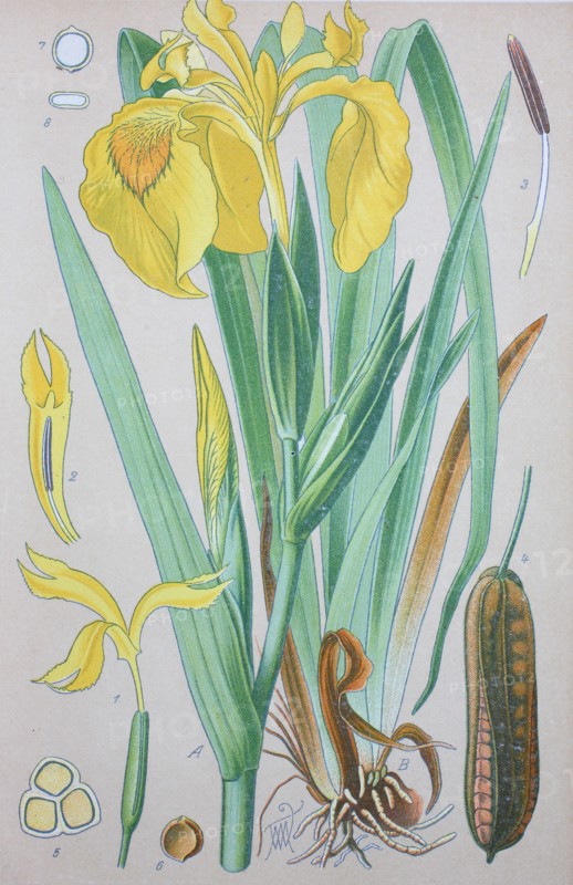 Iris pseudacorus