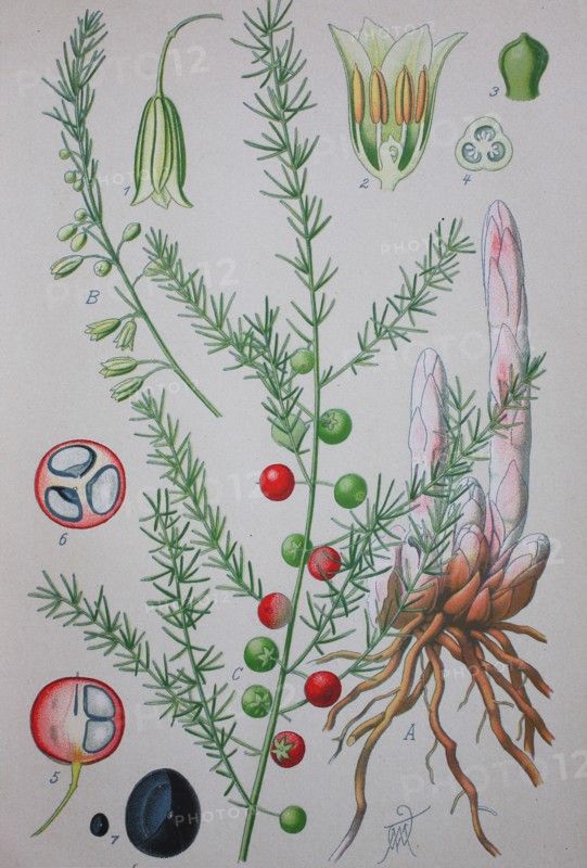 Asparagus
