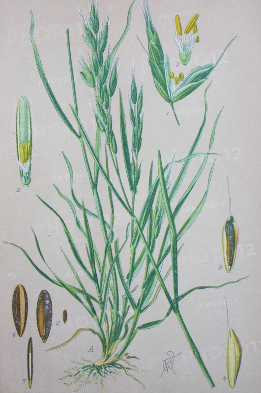 Bromus hordeaceus