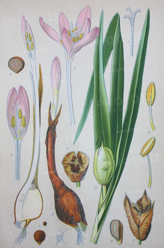 Colchicum autumnale
