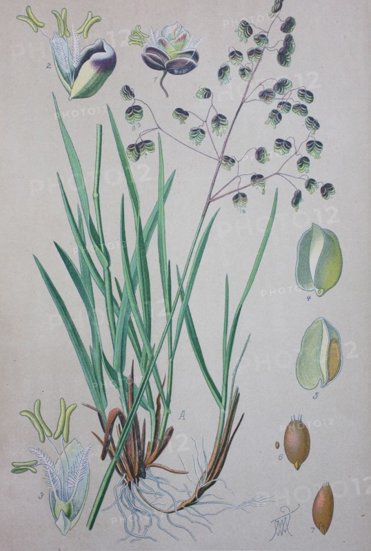 Briza media is a perennial grass in the family Poaceae and is a species of the genus Briza  /  Mittleres Zittergras