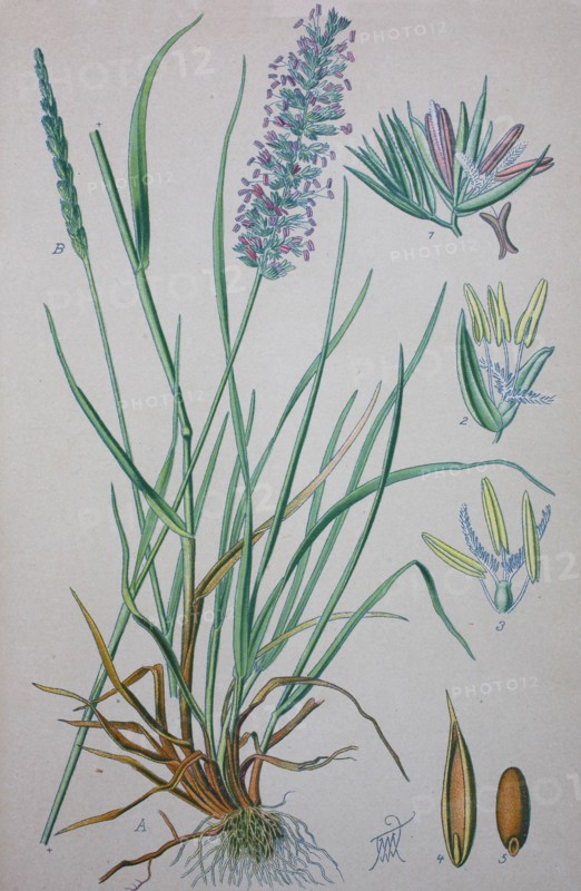 Cynosurus cristatus