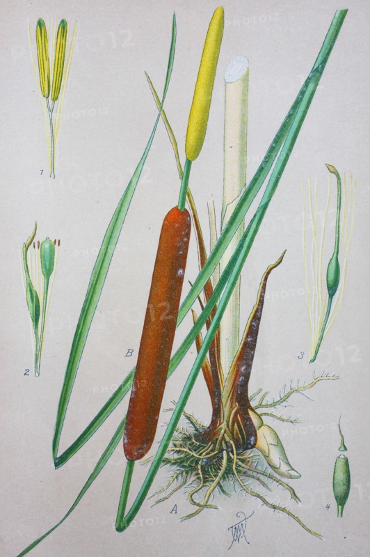 Typha latifolia