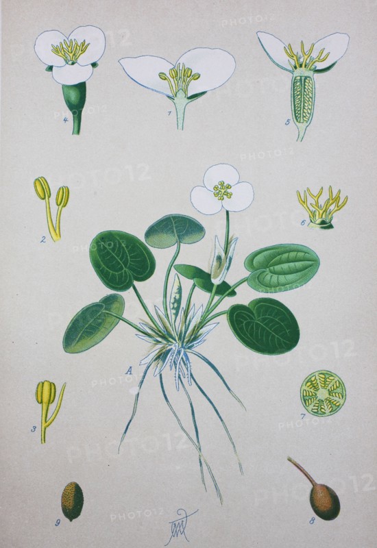 Hydrocharis morsus-ranae