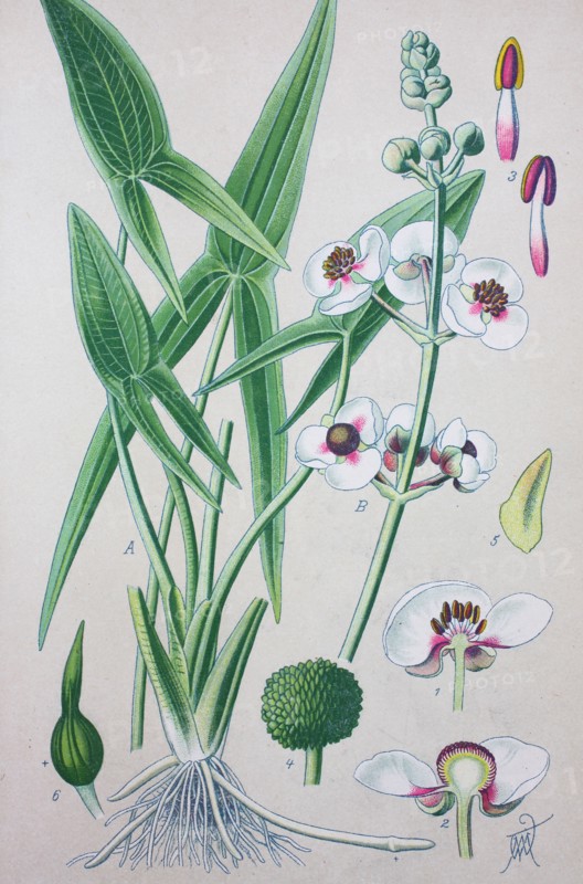 Sagittaria sagittifolia