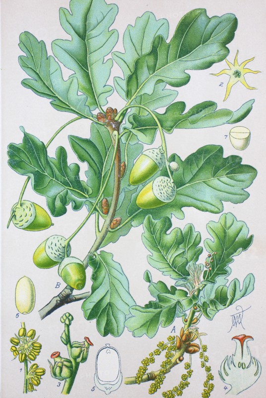Quercus robur