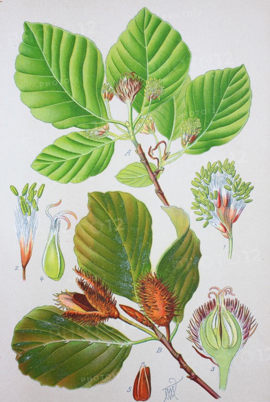 Fagus sylvatica