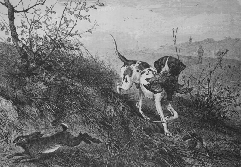 a hound carries a pheasant while a hare runs away  /  Ein Hund trägt einen Fasan