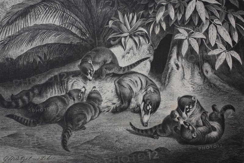 white-nosed coati
