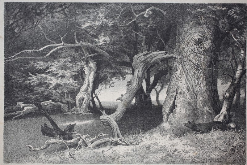 old trees in the Hasbruch