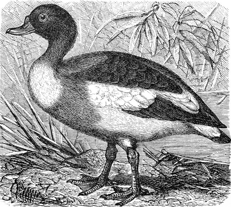 common shelduck