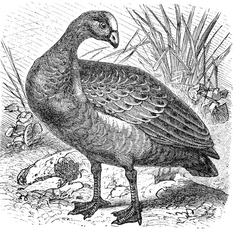 Cape Barren goose