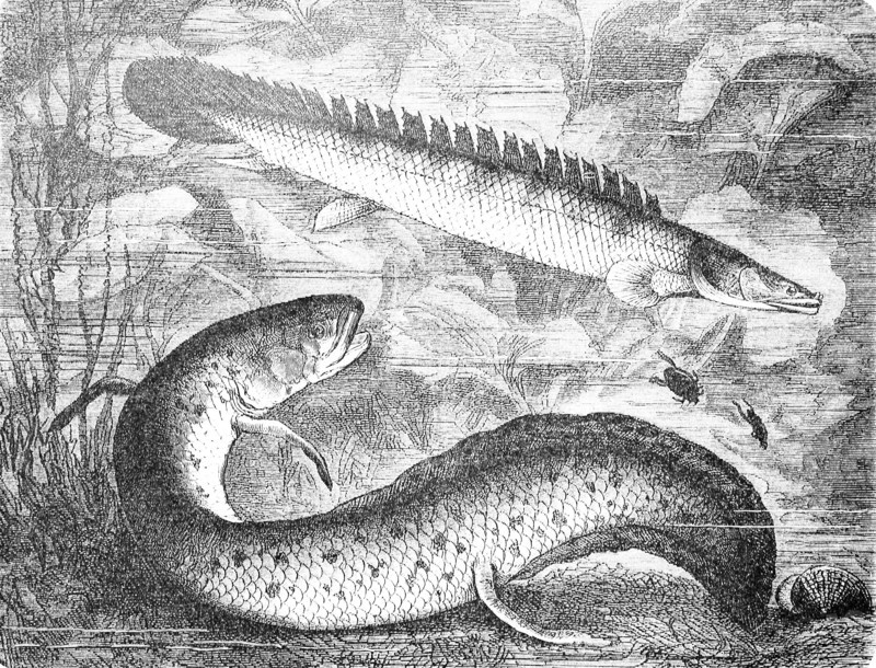 Nile bichir and West African lungfish
