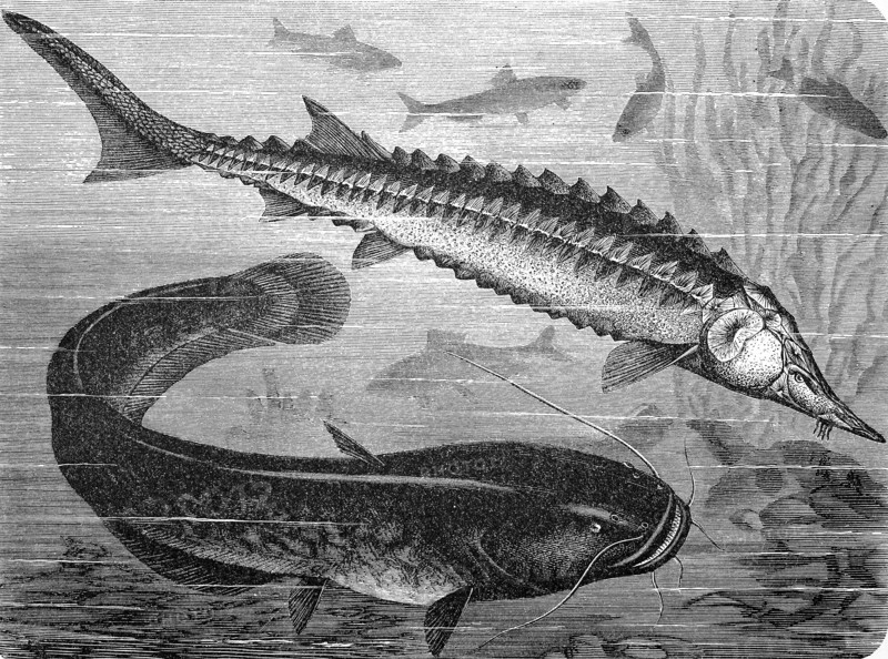 European sea sturgeon and Wels catfish  /  gemeiner Stör